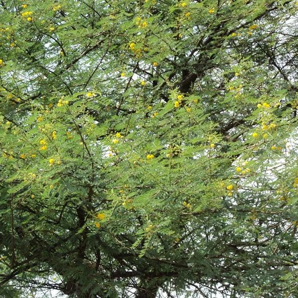 Acacia Arabica, Desi Babul - 0.5 kg Seeds