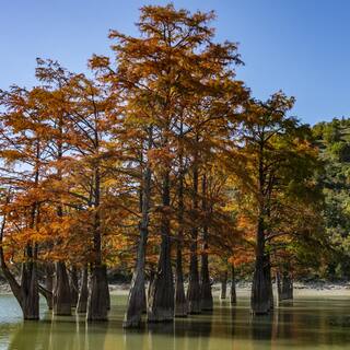 5 Gal. Bald Cypress Deciduous Tree CYPBAL05G