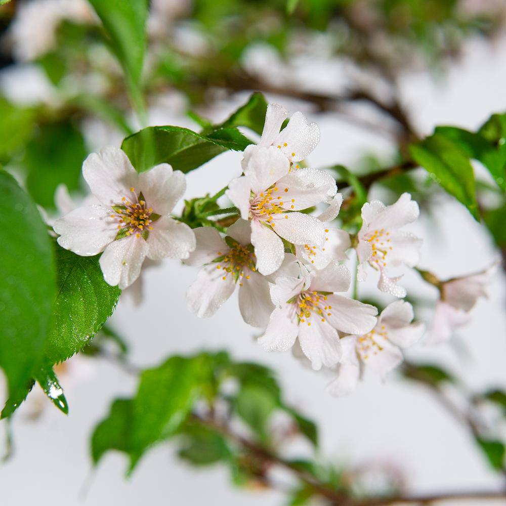 Perfect Plants 4-5 ft. Tall Yoshino Weeping Cherry Tree in Grower's Pot Elegant Cascading Foliage with White Blooms THD00519