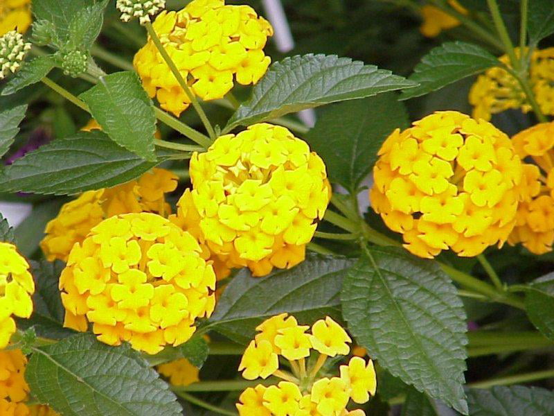 Classy Groundcovers - Lantana 'New Gold'  {25 Pots - 3 1/2 inch Square}