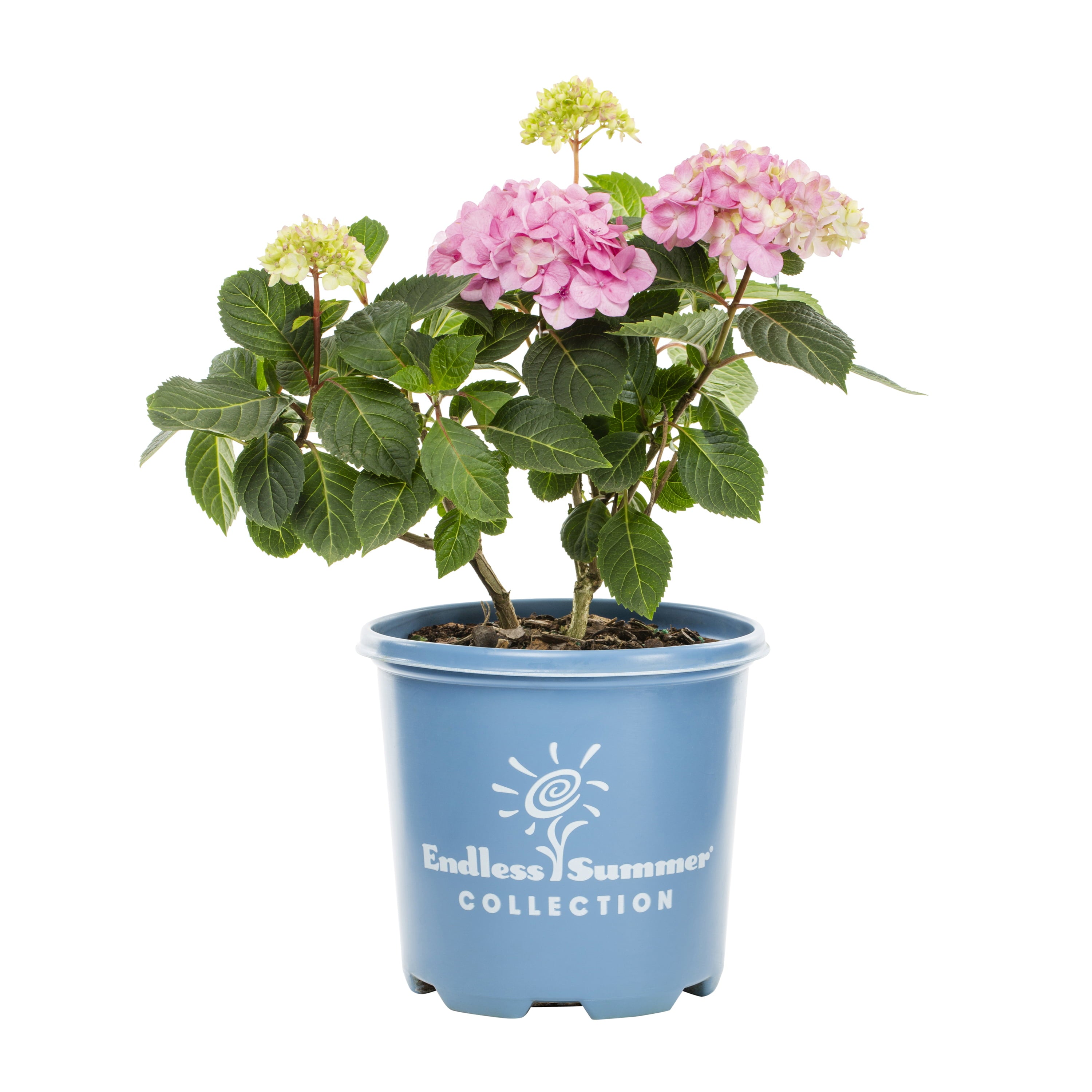 Endless Summer 1G Bloomstruck Hydrangea Live Shrub (1-pack) with Grower Pot