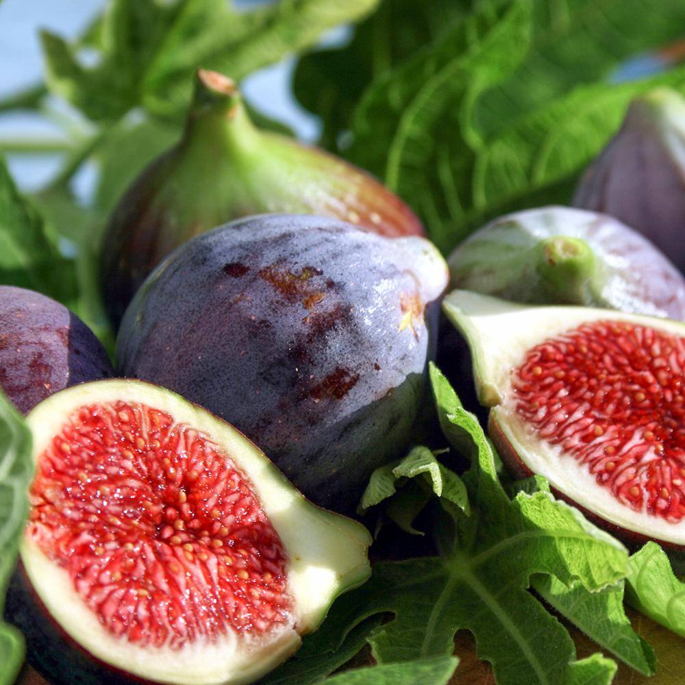 3 Gal. Black Mission Fig Tree (2-Pack) THD00116