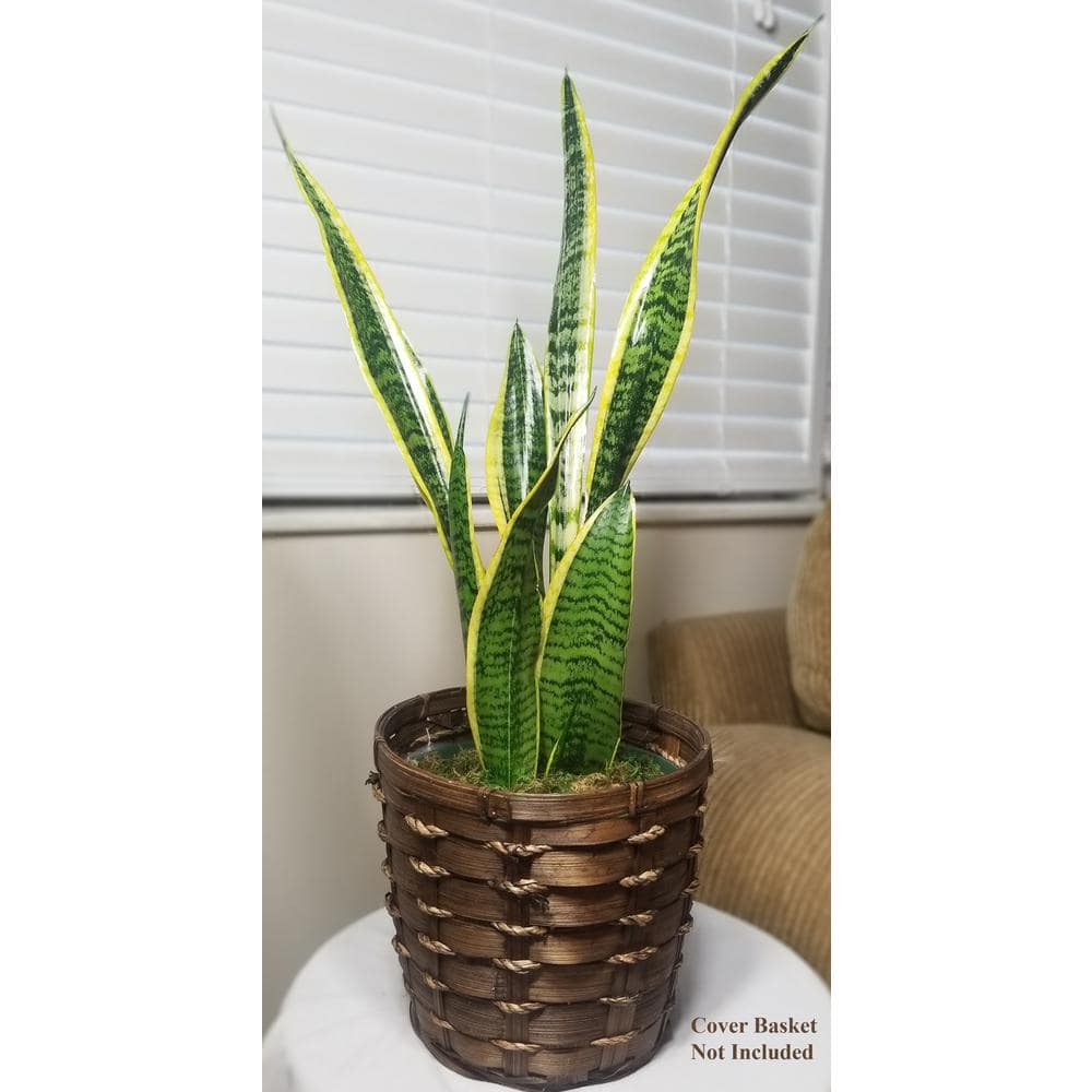 Sansevieria Snake Plant in 6 in. Growers Pot SanYel006