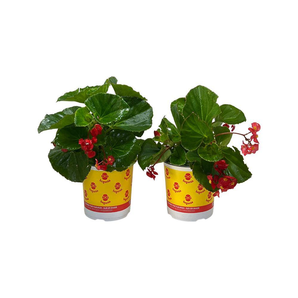 Pure Beauty Farms 2.5 qt. Big Begonia Plant Green Leaf Scarlet Flower in Grower's Pot (2-Pack) DC1GBIGBEGGLS2