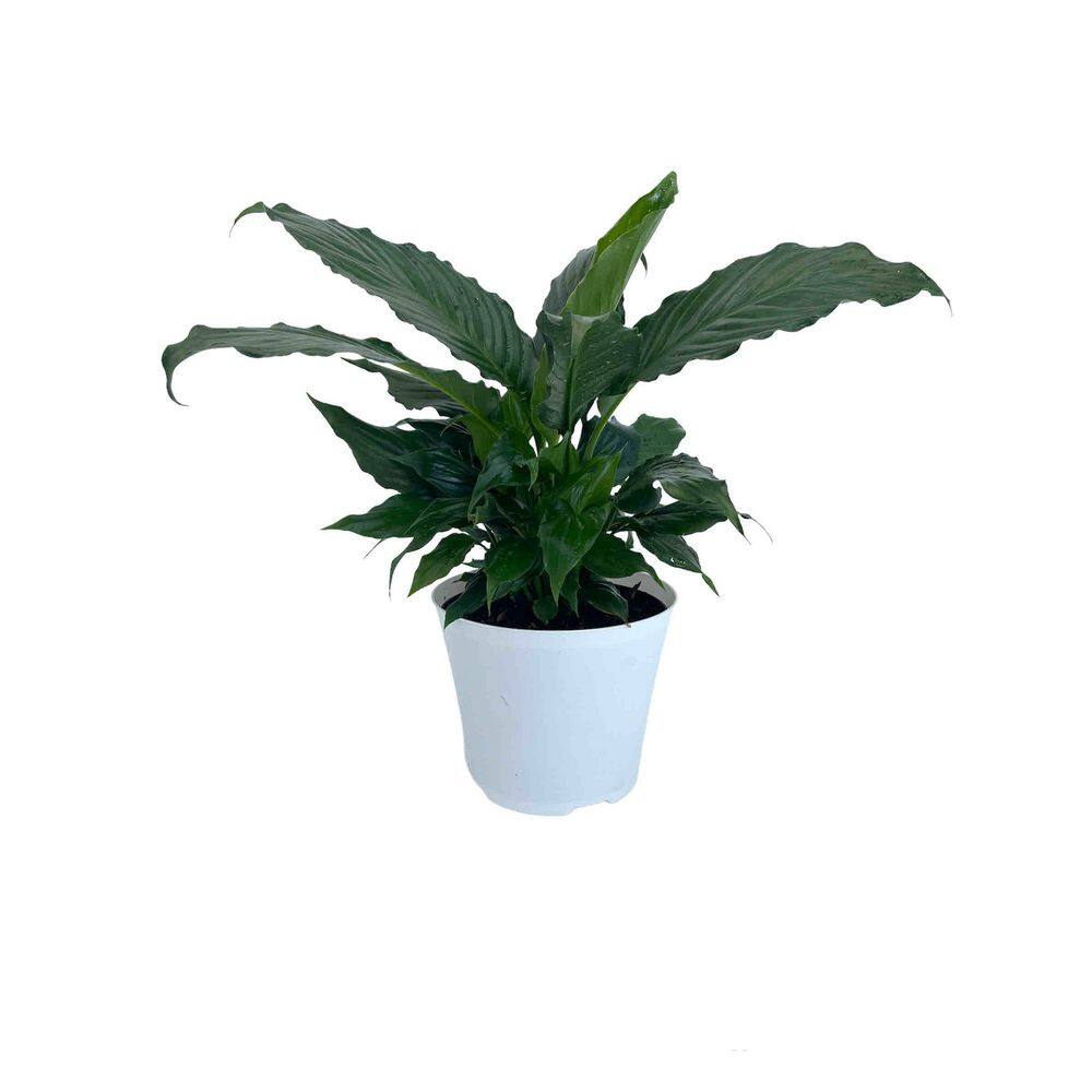 EVERBLOOM GROWERS INC. 6 in. Spathiphyllum Plant in Deco Pot 6SPATH