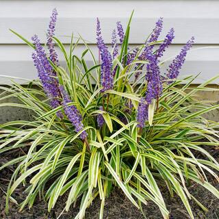 national PLANT NETWORK 4 in. Variegated Liriope Flowering Shrub With Purple Blooms - 6 Piece HD1031