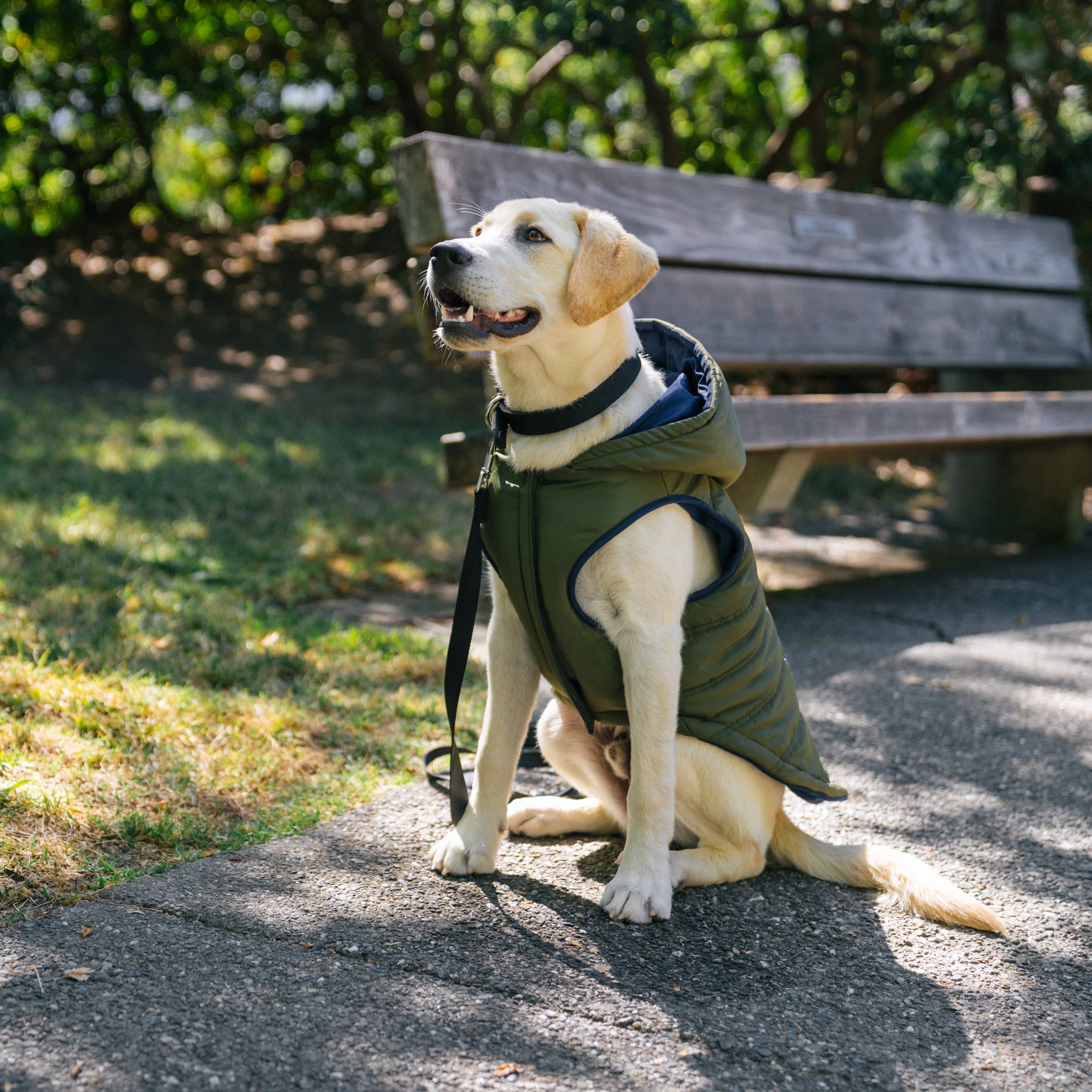 Gap Pet， Dog Clothes， Green Utility Dog Jacket