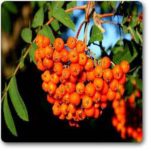 American mountain-ash - Plant