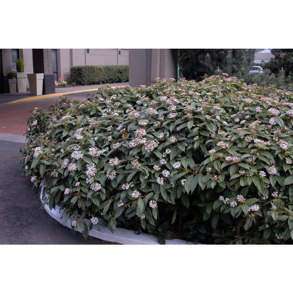 Online Orchards 1 Gal. David Viburnum Evergreen Shrub SBVB003