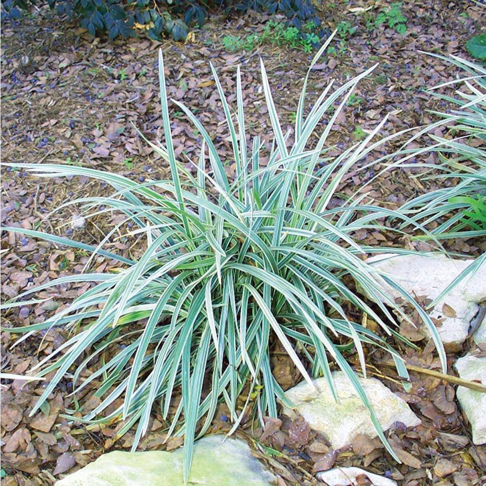 Pure Beauty Farms 2.25 qt. Aztec Grass in 2.75 in Grower's Cell Tray (6-Plant) BOPIS4488