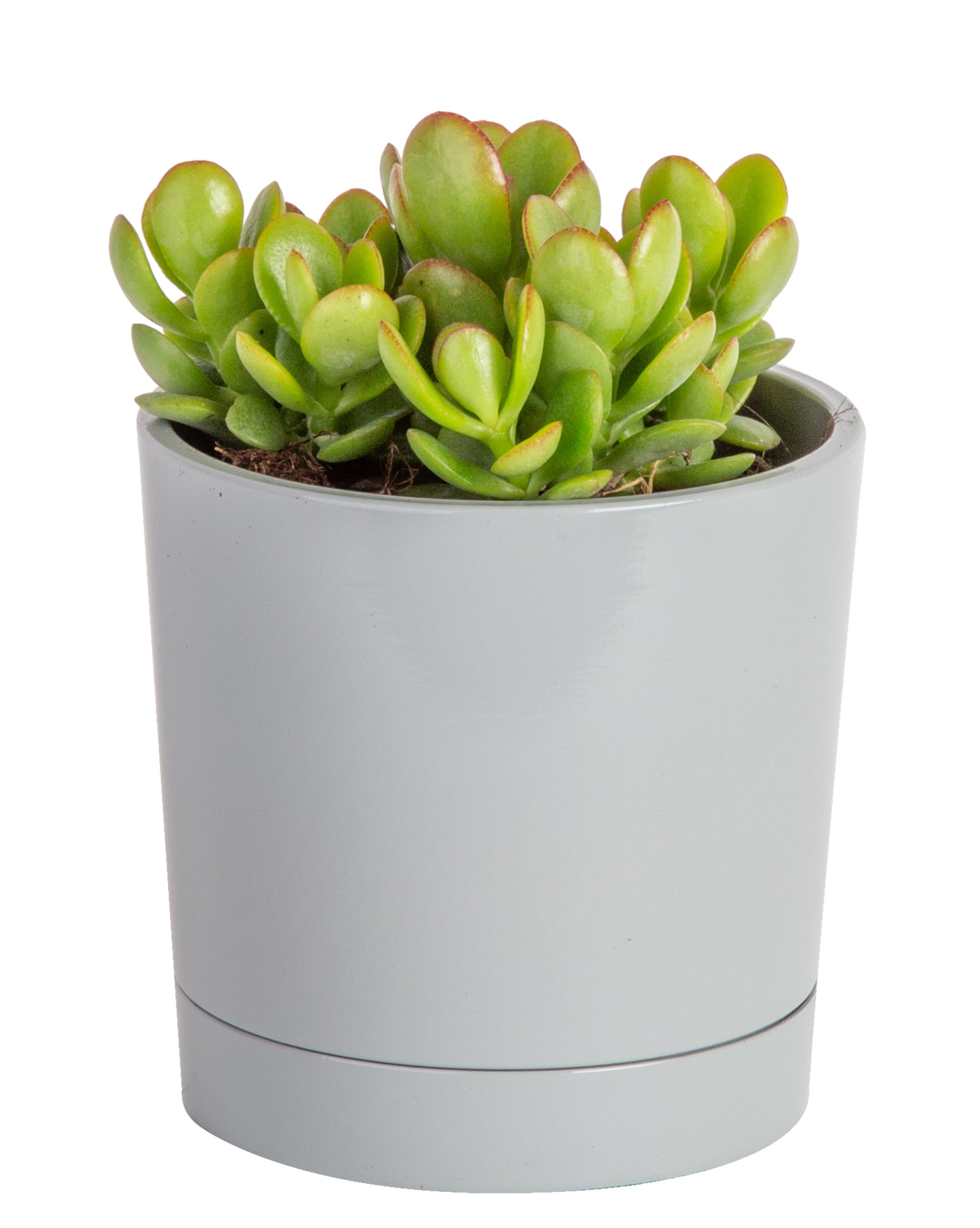 Costa Farms  Live Indoor 6in. Tall Green Jade Plant; Bright， Direct Sunlight Plant in 4in. Décor Pot