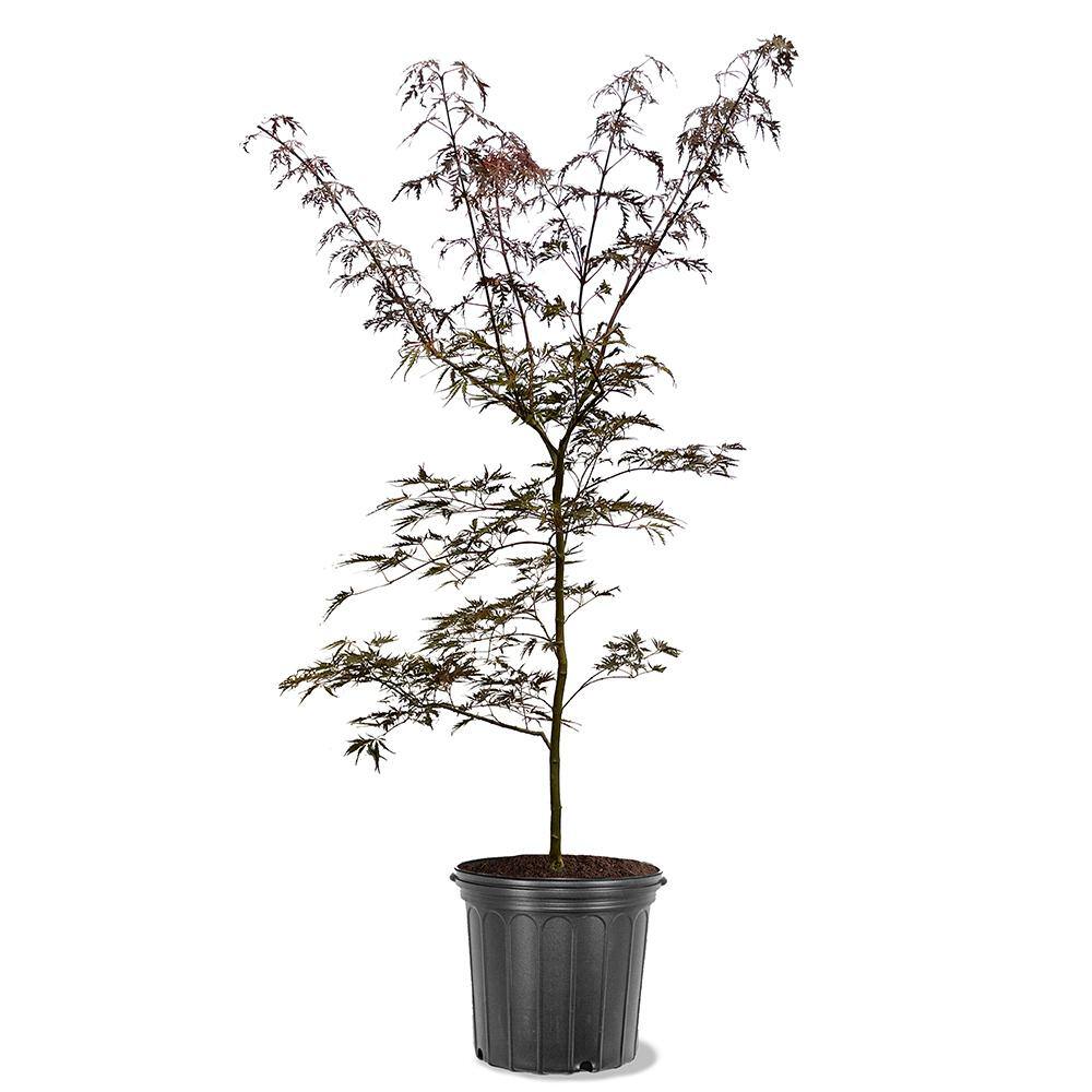 5 gal. Tamukeyama Japanese Red Maple Deciduous Tree MAPJTA05G