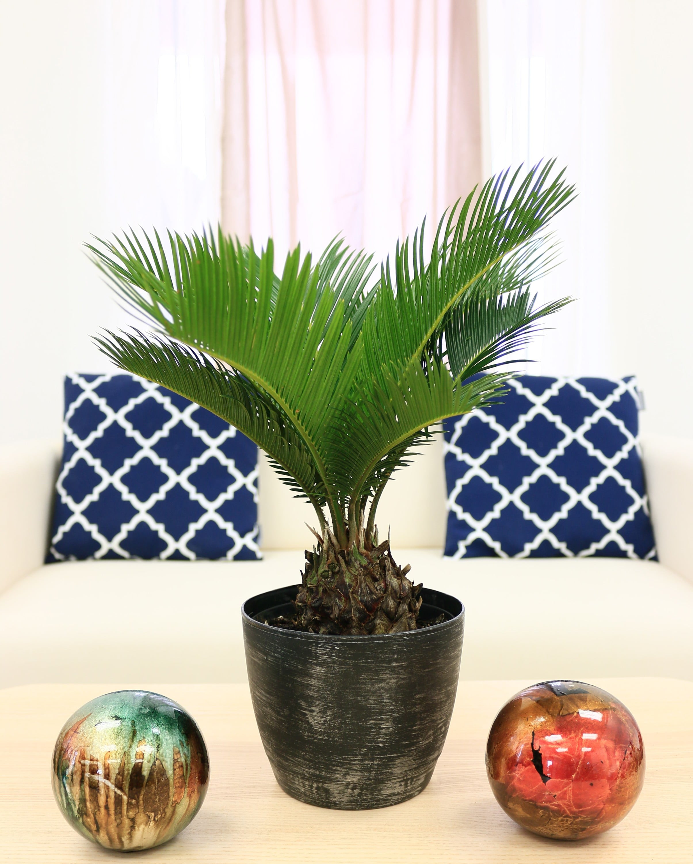 Costa Farms  Live Indoor 15in. Tall Green Sago Palm Tree; Bright， Indirect Sunlight Plant in 6in. Grower Pot