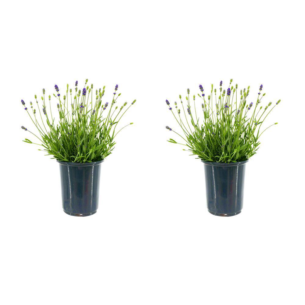 2.5 Qt. English Blue Perennial Lavender Angustifolia (2-Pack) 1083