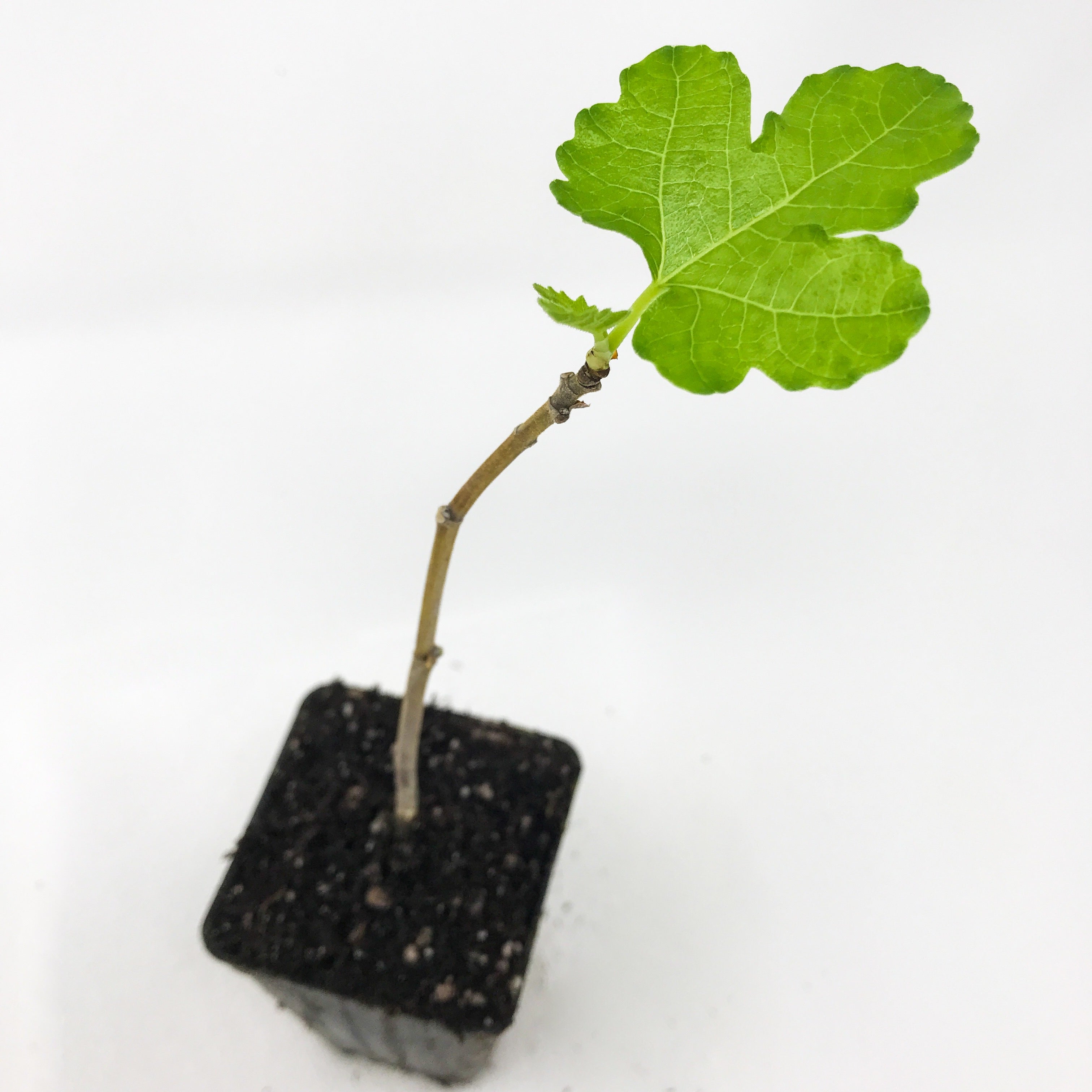 LSU Purple Fig Live Plant - Ficus carica - Wellspring Gardens Starter Plant