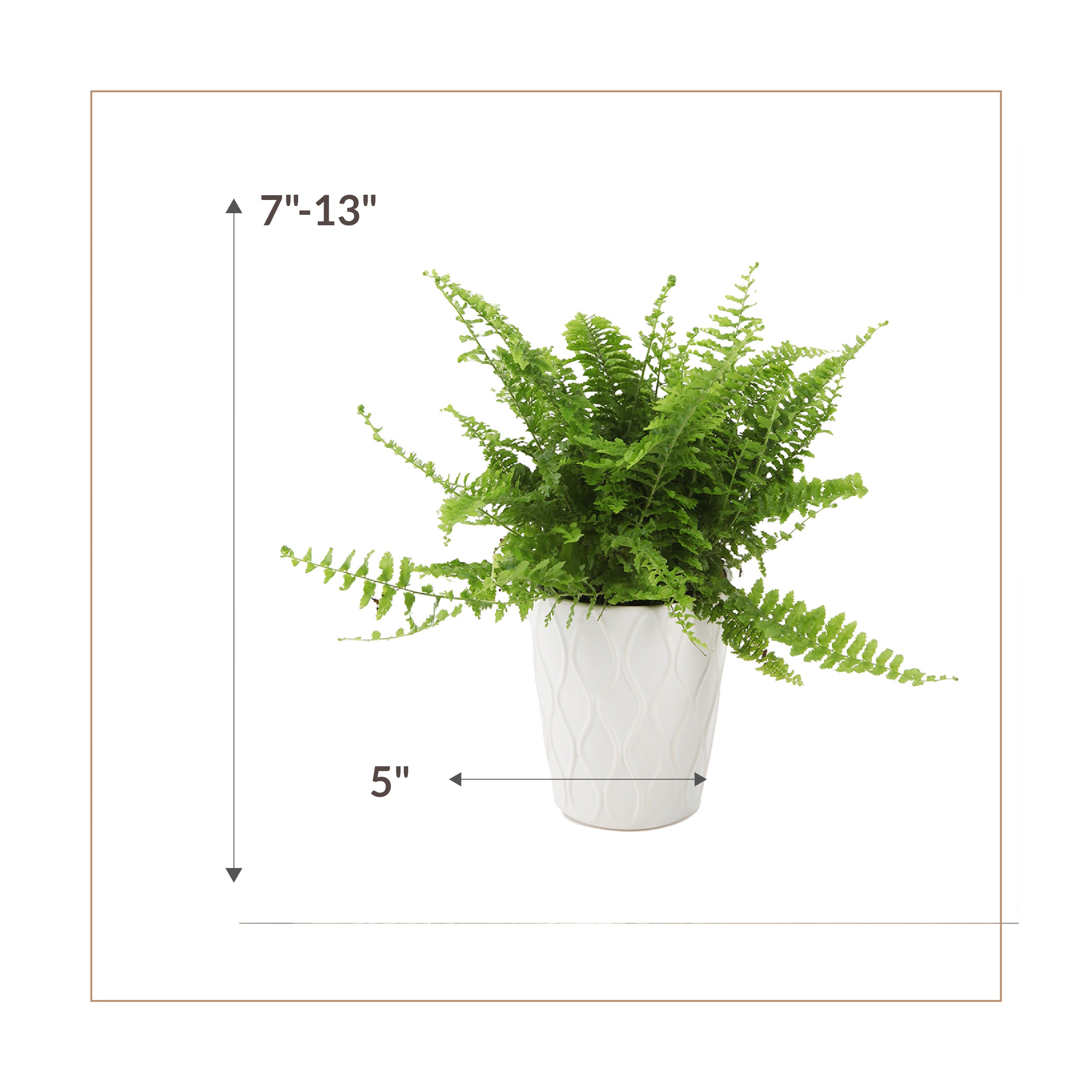 Wild Interiors Fluffy Ruffles Fern Plant， 8-12” Tall， 5” Ceramic Pot