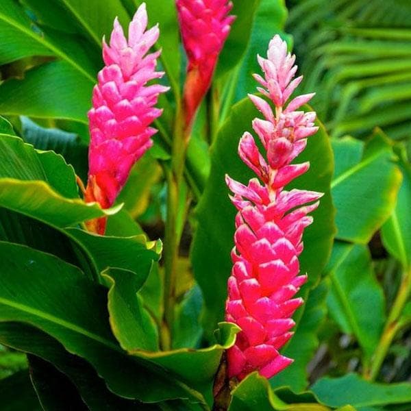 Alpinia Purpurata, Pink Ginger - Plant