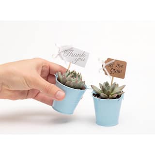 The Succulent Source 2 in. Wedding Event Rosette Succulents Plant with Blue Metal Pails and Let Love Grow Tags (60-Pack) 2-R-B-LLG-60