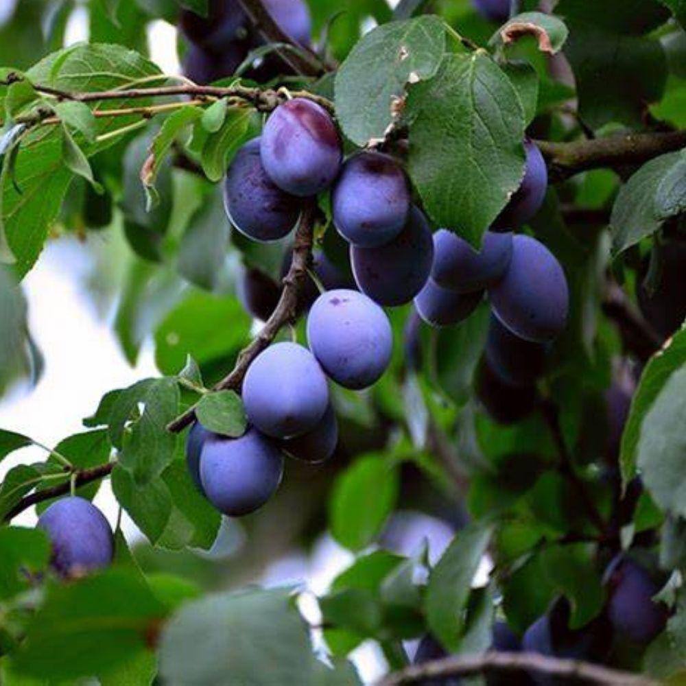 5 Gal. Blue Damson Plum Tree PLUDAM05G