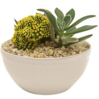 Costa Farms Yellow Desert Gems Indoor Cactus Garden in 6 in. Gloss Ceramic Bowl Avg. Shipping Height 3 in. Tall 6DESGEMYELGLOBW