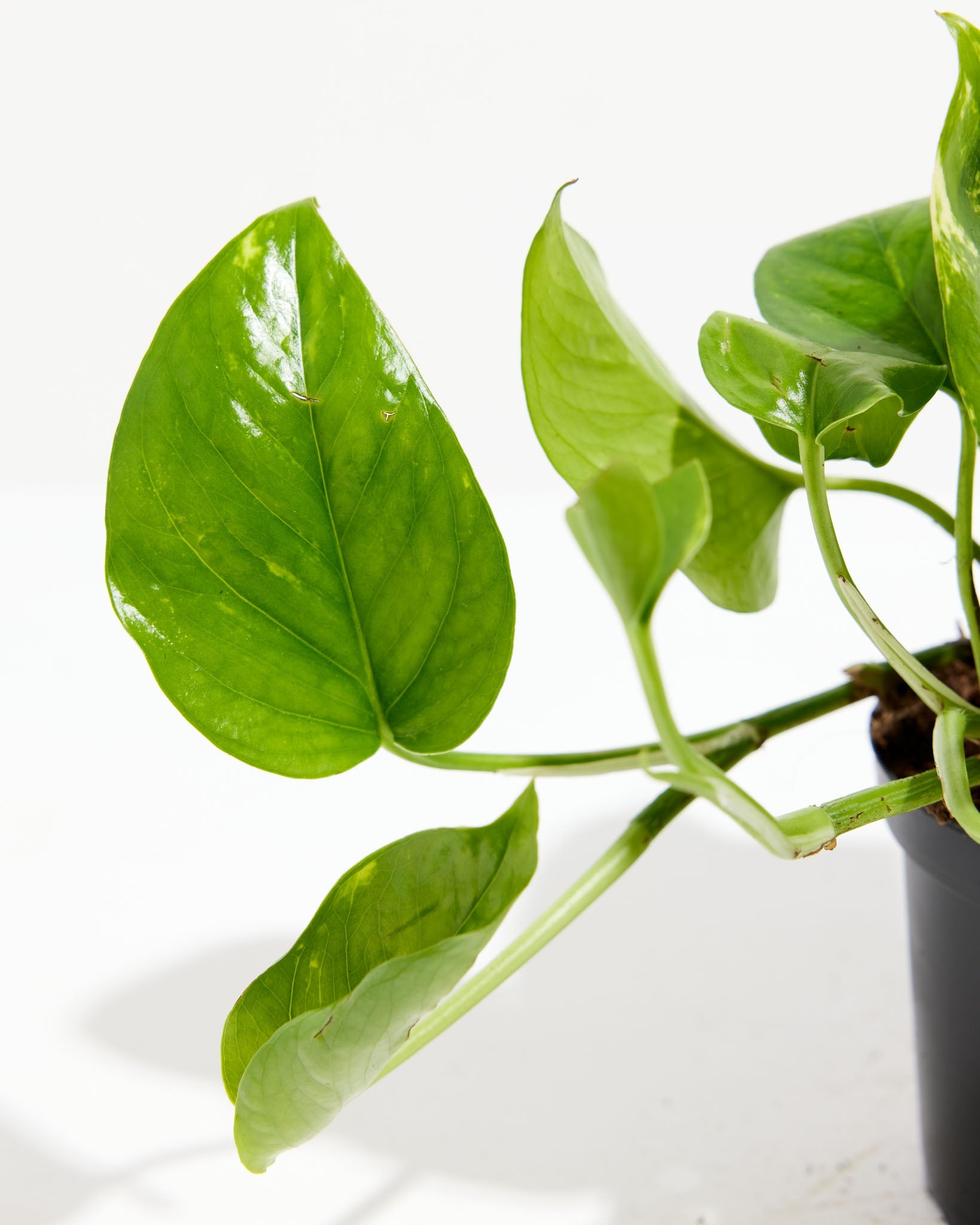 Everyone's Favorite Golden Pothos