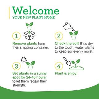 Bonnie Plants 19 oz. Greek Oregano Herb Plant 1003800571