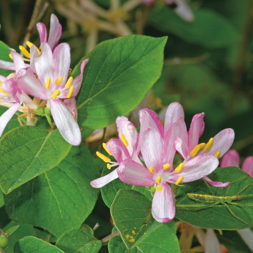 Van Zyverden Honeysuckle Pink Set of 1 Plant Root Stock Pink Full Sun