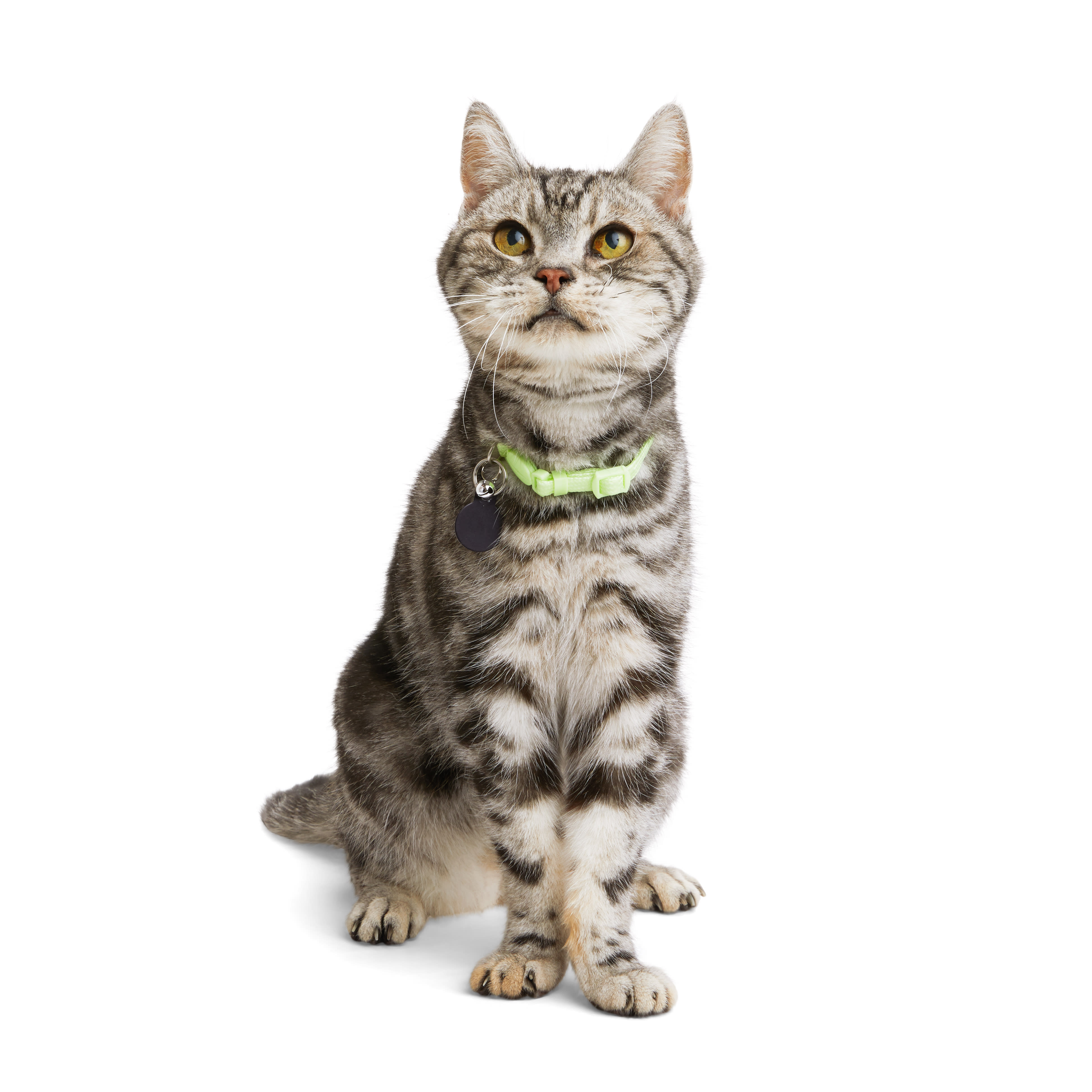 YOULY Green Glow in the Dark Kitten Collar