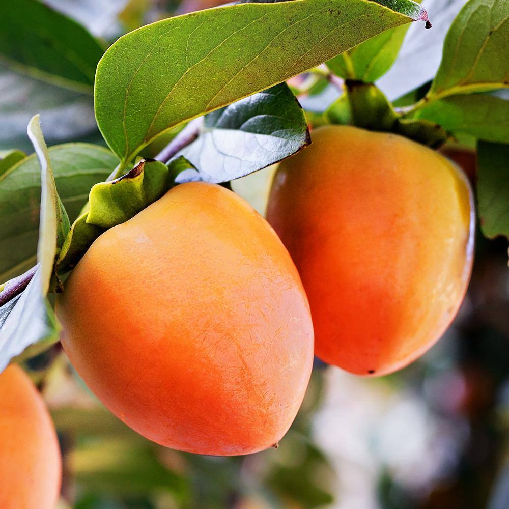 1 Gal. Saijo Persimmon Tree PERSAI01G