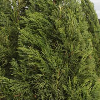 3 Gal. Yoshino Cryptomeria Evergreen Tree CRYYOS03G