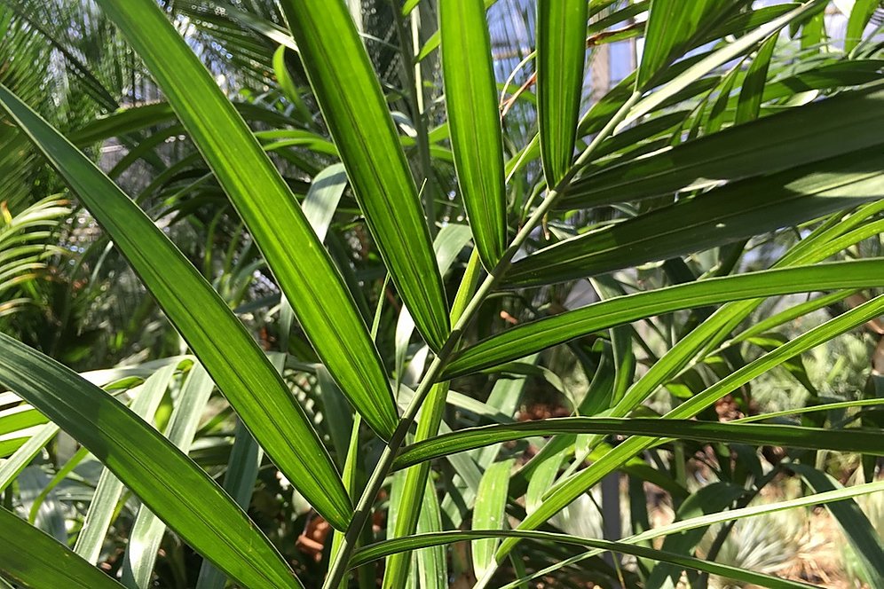 Wekiva Foliage - Bamboo Palm - Live Plant in an 10 inch Growers Pot -Chamaedorea Seifrizii - Beautiful Clean Air Indoor Outdoor Houseplant