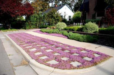 Classy Groundcovers - Thymus serpyllum 'Pink Chintz' T. praecox 'Pink Chintz'， T. praecox ssp. articus 'Pink Chintz' {25 Pots - 3 1/2 inch Square}