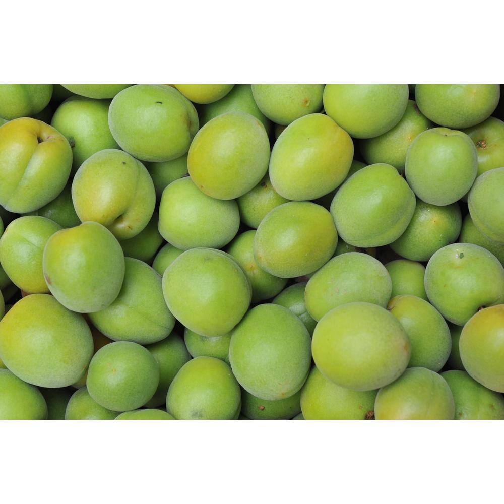 Online Orchards Dwarf Green Gage Plum Tree Bare Root FTPL005