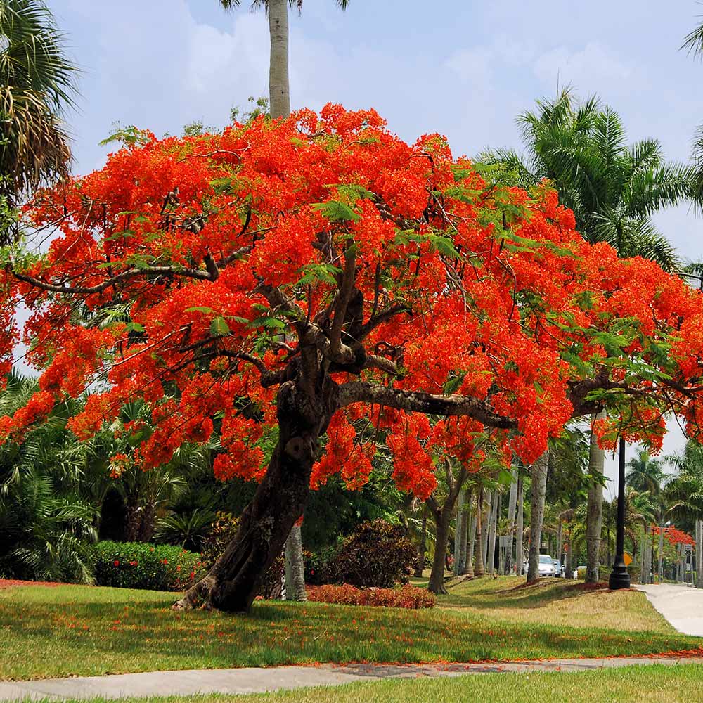 Royal Poinciana Tree