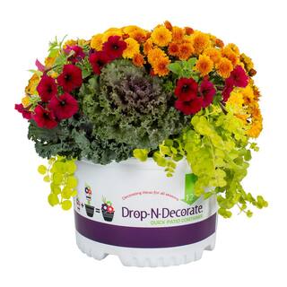 METROLINA GREENHOUSES 2.5 Gal. Drop N Decorate Fall Combo Annual Plant (1-Pack) 5214