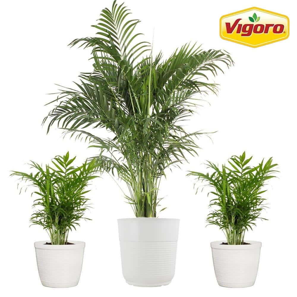 Vigoro 10 in. Cateracterum Palm (Cat Palm) and (2) 6 in. Neanthebella Palm Plant in White Decor Planter (3 Pack) ML-CNE-S-VPW-03