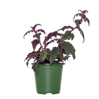 national PLANT NETWORK 4 in. Gynura Purple Passion Plant in Grower Container (1-Piece) HD1501