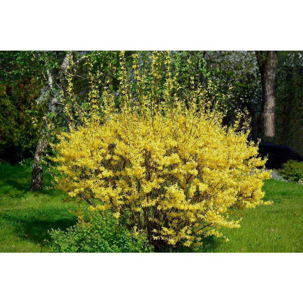 Online Orchards 1 Gal. Lynnwood Gold Forsythia Shrub With Early Electric-Yellow Spring Flowers SBFO001