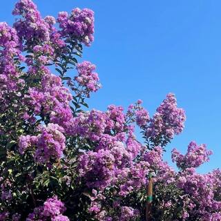 5 Container Catawba Purple Crape Myrtle Deciduous Tree LACB05