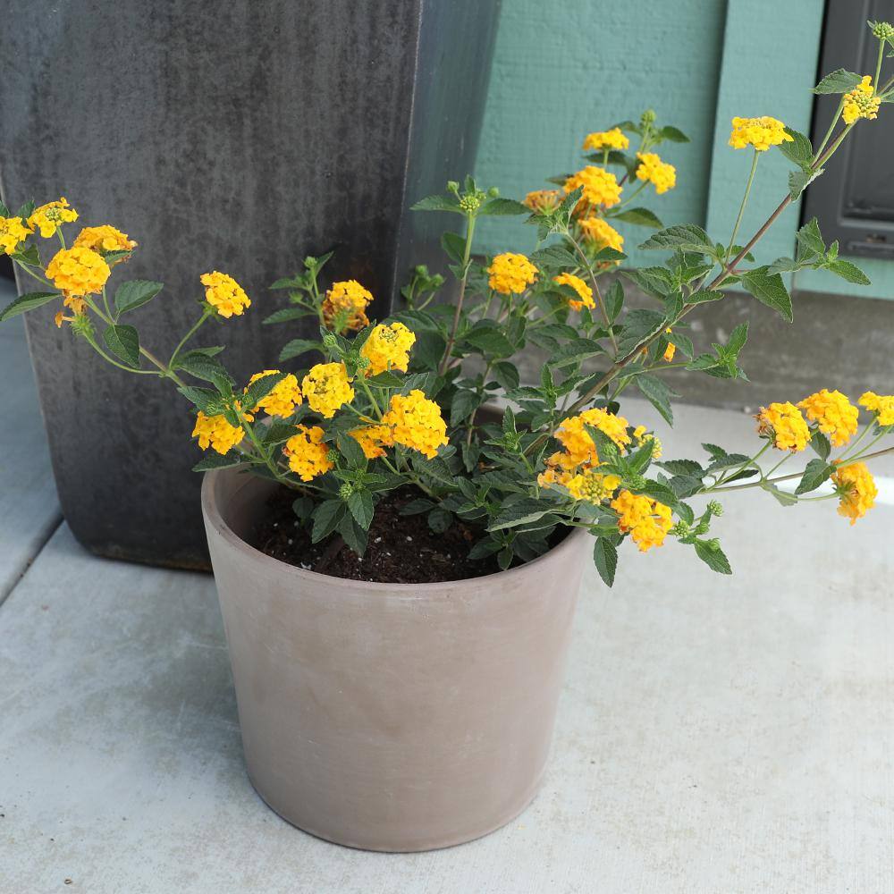 ALTMAN PLANTS 1 Gal. Lantana New Gold Plant 0881267