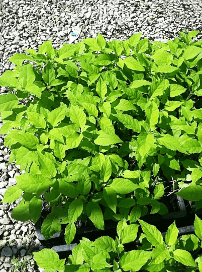 Hydrangea Arborescens Annabelle - 2.5 Inch Starter Plant