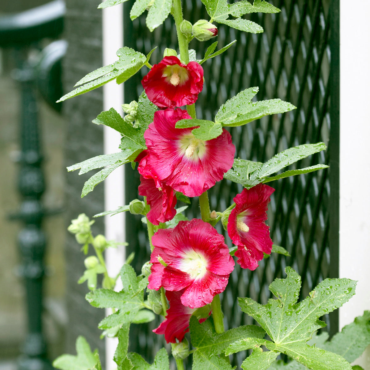 Van Zyverden Hollyhocks Alcea Rosea Red Set of 5 Roots Red Full Sun