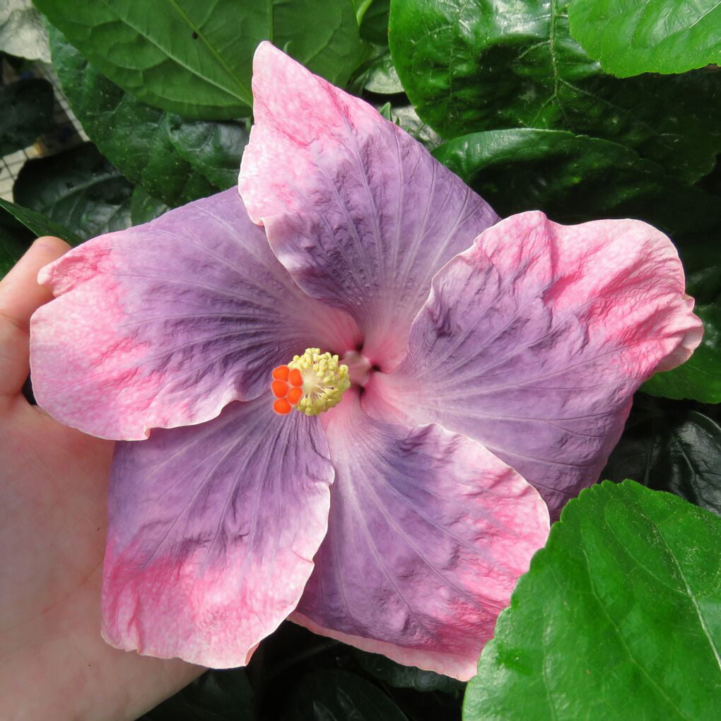 Hibiscus ‘Indigo Sunset’ (Hibiscus rosa-sinensis hybrid) Flower Shrub， Blue Flowers Hardy Korean Rose of Sharon Starter 25+ seeds pack