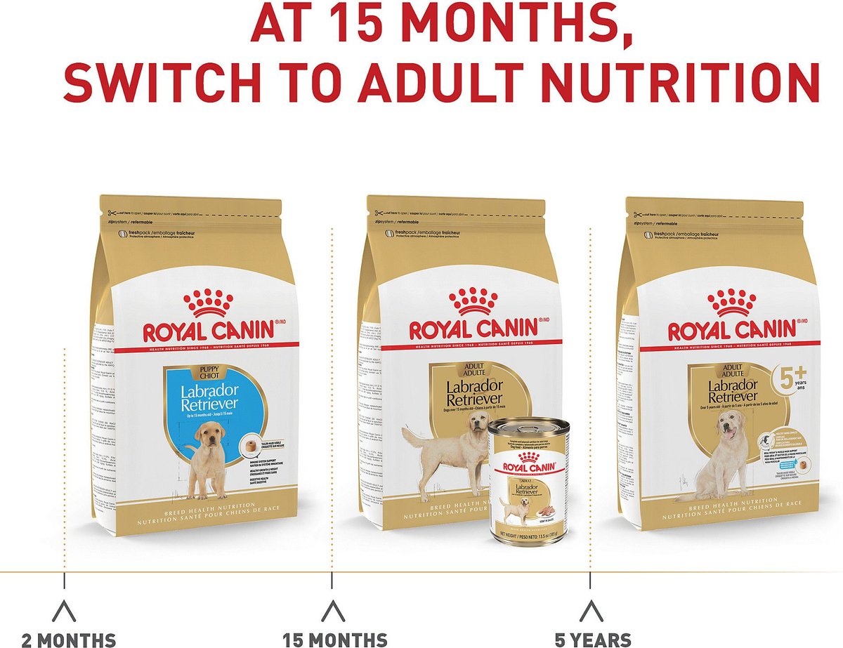 Royal Canin Breed Health Nutrition Labrador Retriever Adult Dry Dog Food