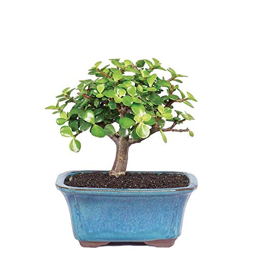 Brussel's Bonsai Live Dwarf Jade Indoor Bonsai Tree-3 Years Old 4