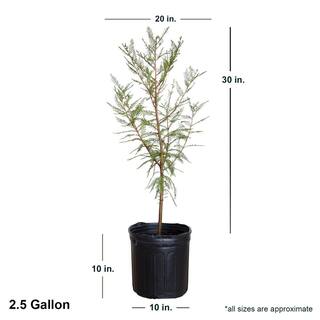 FLOWERWOOD 2.5 Gal. Bald Cypress Deciduous Tree 54853FL