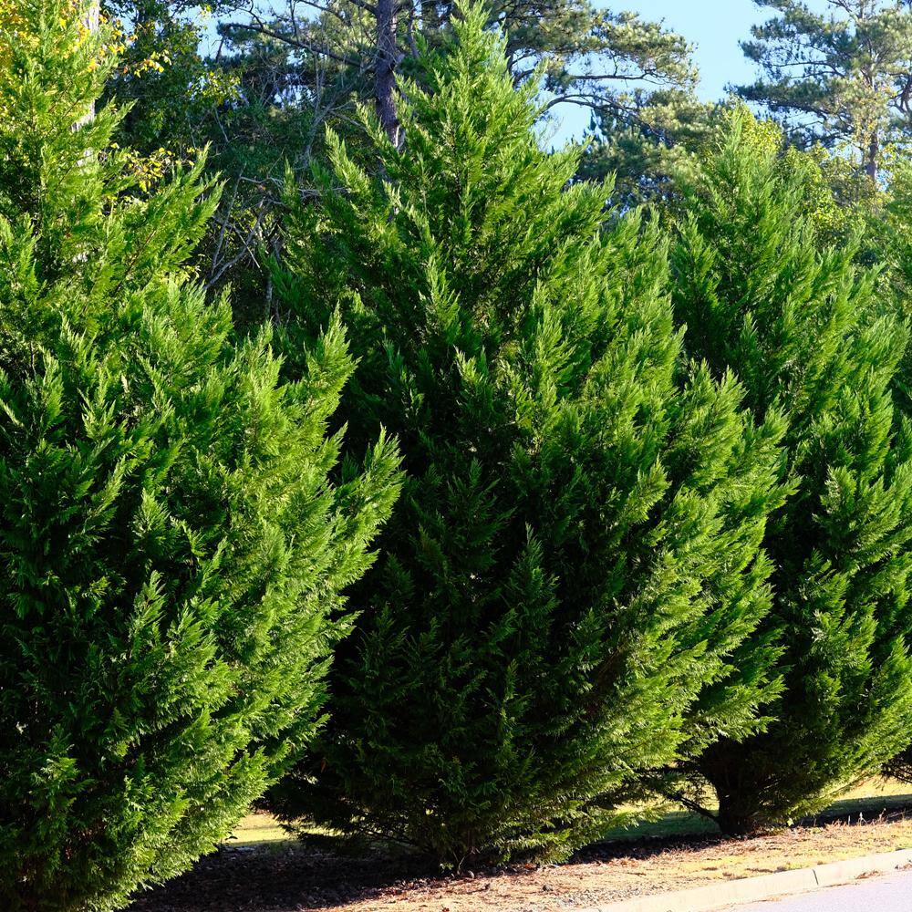 3 Gal. Leyland Cypress Tree CYPLEY03G