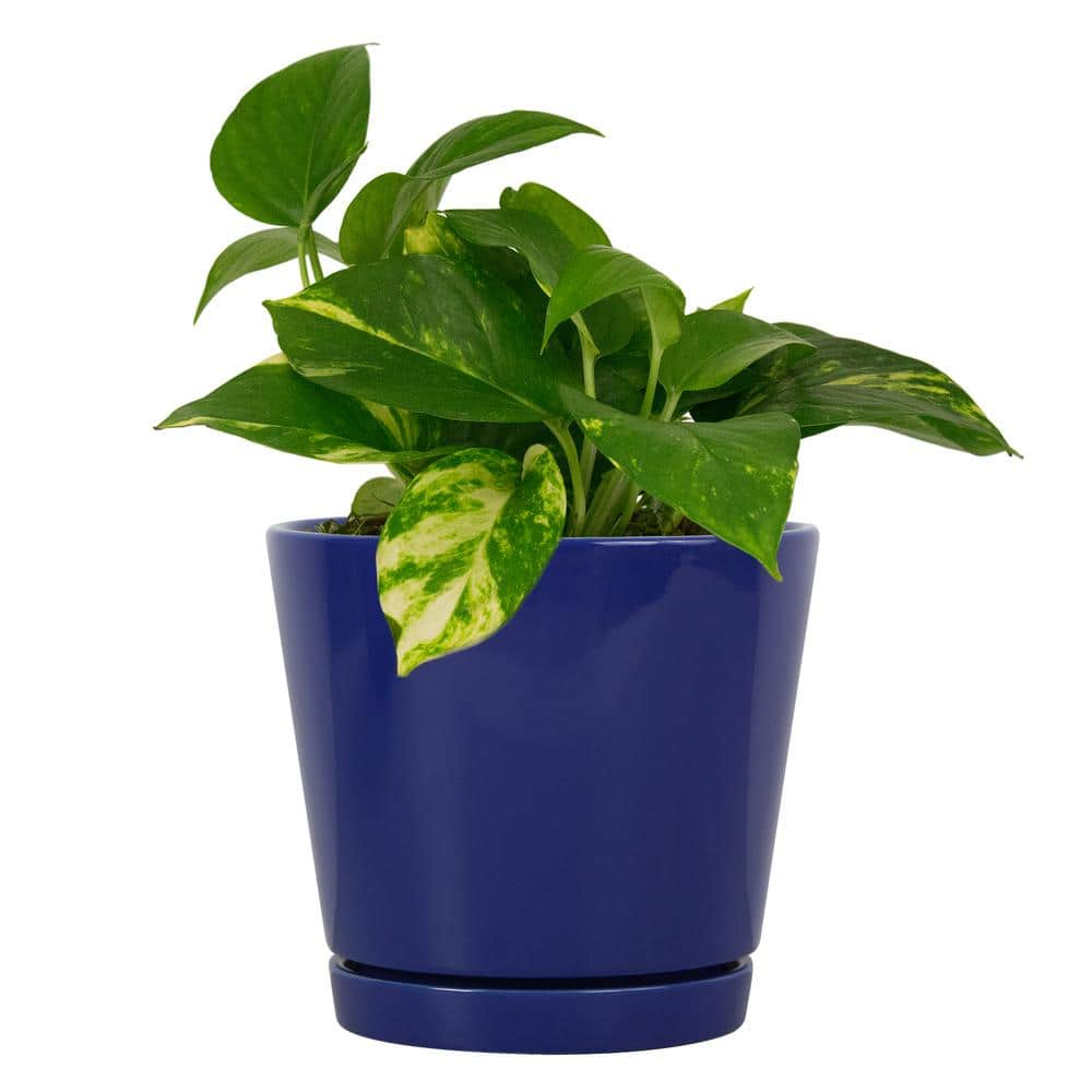 Vigoro 8.1 in. Piedmont Medium Blue Ceramic Planter (8.1 in. D x 7.6 in. H) with Drainage Hole and Attached Saucer CR01721S-08M2