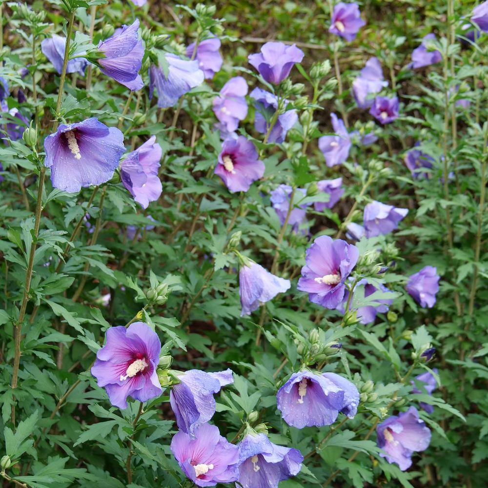 PROVEN WINNERS 2 Gal. Paraplu Violet Rose of Sharon (Hibiscus) Shrub with Blue-Violet Flowers 16613