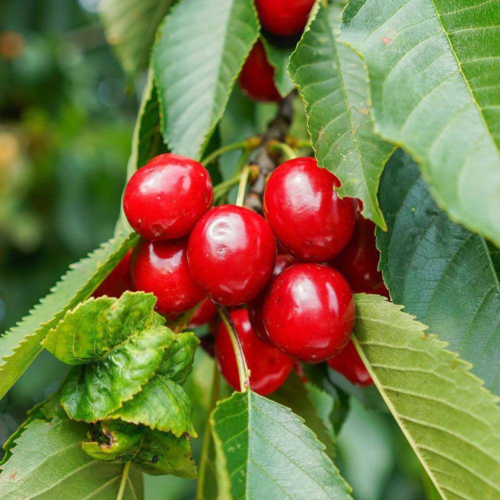 7 Gal. Montmorency Cherry Tree CHEMON07G